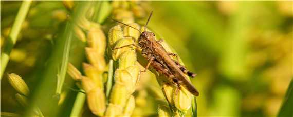 蝗虫的发育过程 蝗虫的发育过程称为什么发育