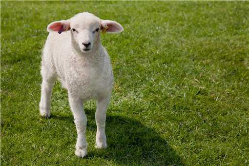 80斤的羊能杀多少斤肉