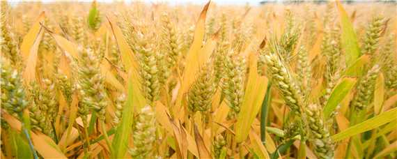 小麦越冬期的管理 小麦越冬期的管理措施