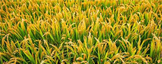 超级稻主要指什么 超级稻主要指什么种子