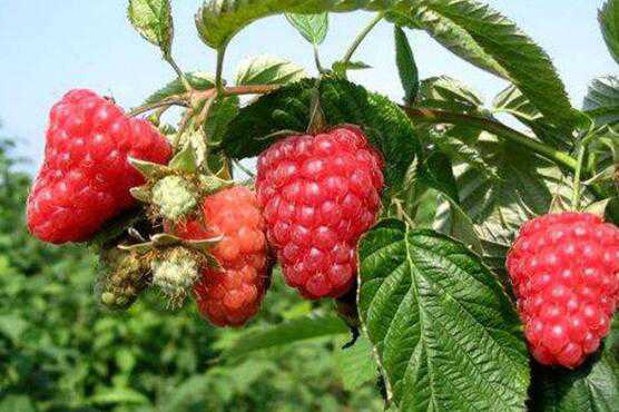 覆盆子和树莓的区别，覆盆子的功效（覆盆子和树莓是一种东西吗）