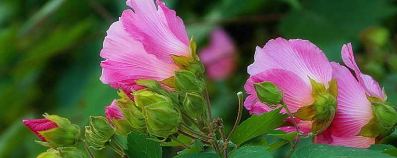 芙蓉花用往花骨朵上浇水吗（芙蓉花的浇水方法）