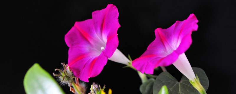 一段牵牛花能种活吗（牵牛花能活几年）