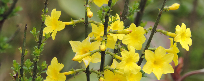 迎春花夏天的养护和管理 迎春花秋冬季节的养护