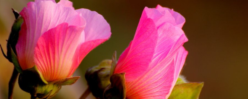 芙蓉花种子种植什么时候开花（芙蓉花苗什么时候栽好）