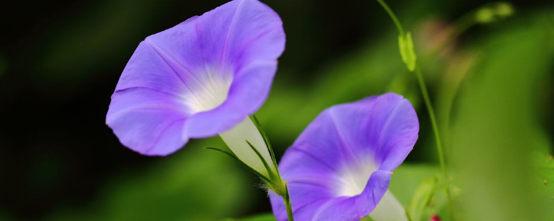 牵牛花摘心是摘掉蔓还是叶子 牵牛花要摘心吗