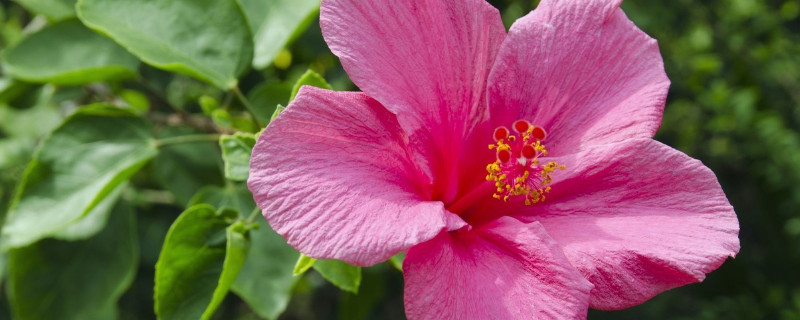 芙蓉花浇水多叶子黄吗