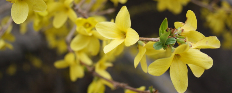 迎春花几月形成花苞 迎春花花蕾什么时候形成