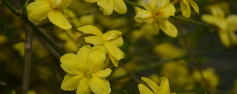 迎春花盆栽怎么知道是否活着（迎春花怎样养才能开花）