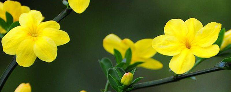 迎春花冬天能剪枝吗 迎春花这个季节可以修剪吗