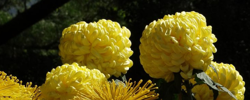 菊花是多年生植物吗（菊花是几年生的植物）