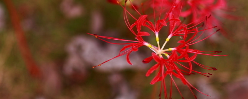 彼岸花根茎是什么样子 彼岸花的根部长什么样子