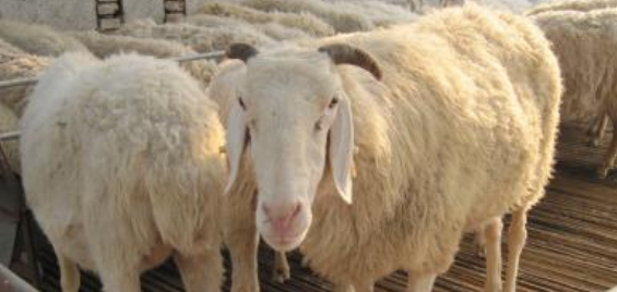 羊养殖利润分析（养羊的利润分析）