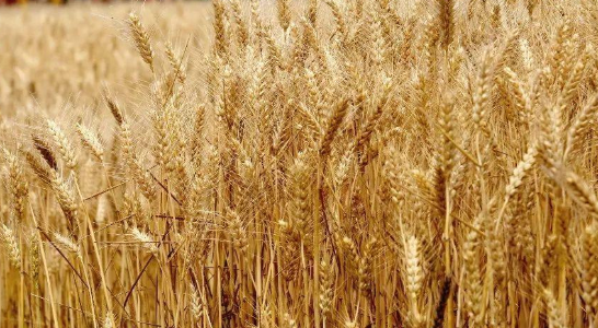 11月中旬种小麦晚吗 11月份种小麦晚吗