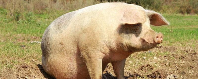 母猪一年能产几窝猪仔 母猪一年生几窝猪仔