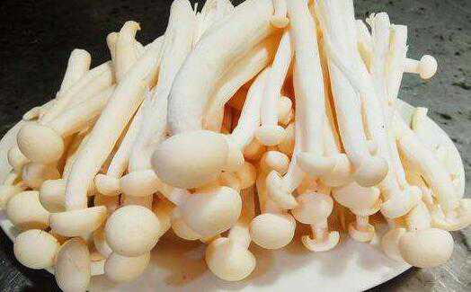 海鲜菇的功效与作用及禁忌有哪些 海鲜菇的功效与作用及禁忌有哪些呢