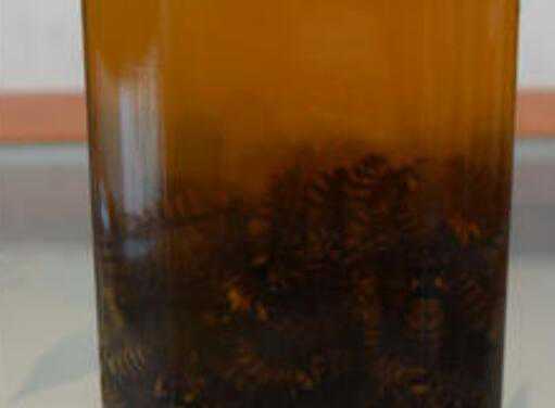 地龙蜂酒的功效与作用 地蜂酒有什么作用