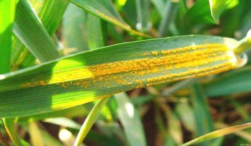 小麦秆锈病防治方法 小麦锈病农业防治方法