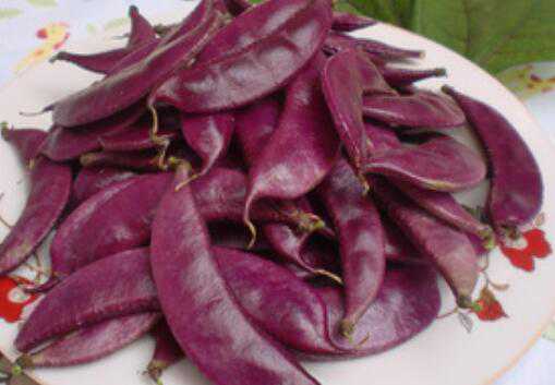 紫扁豆与白扁豆的区别 白扁豆和紫扁豆哪个营养价值高