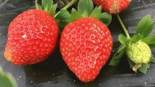草莓品种大全 草莓品种大全名称