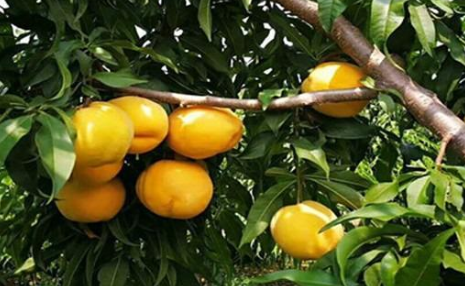 黄桃种植几年挂果 种黄桃二年能挂果吗