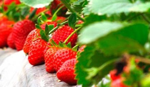 草莓的种植过程（草莓的种植过程记录）
