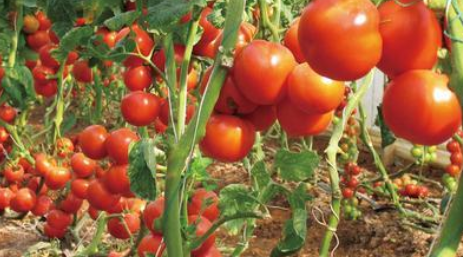 西红柿露地种植技术 西红柿露地种植技术与管理