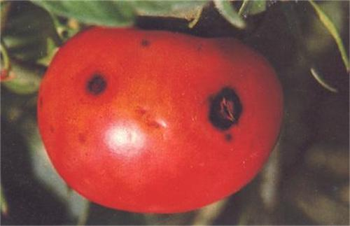 番茄假单胞果腐病防治技术 番茄果病害