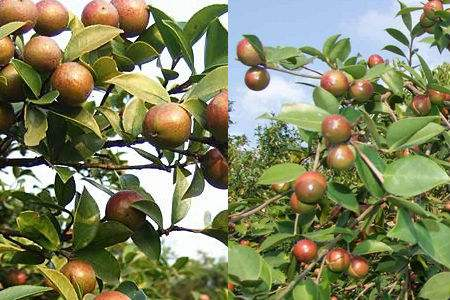 油茶树的种植栽培管理 油茶树的种植栽培管理花期