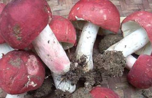 大红菇的功效与作用，大红菇的好处 大红菇娘功效与作用