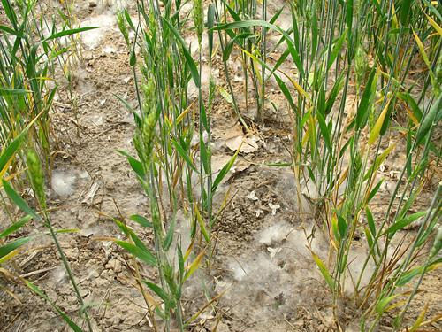 小麦干旱防治方法 小麦病害防治方法