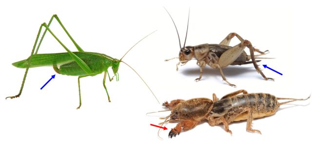 蚱蜢和蚂蚱的区别（蚱蜢和蚂蚱的区别图片）