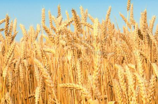 小麦的种植方法 小麦的种植方法介绍