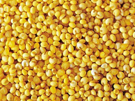大黄米的功效与作用，大黄米的禁忌 大黄米与小黄米的功效与作用