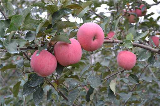 水果苹果保质期有多久