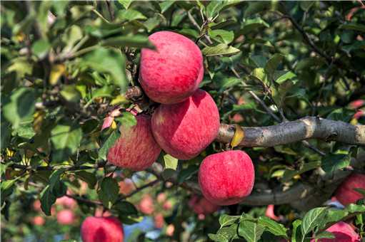 水果苹果保质期有多久 水果苹果保质期有多久时间