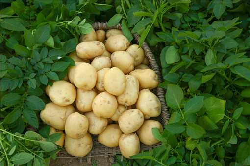 马铃薯播种机一台多少钱 小型土豆播种机多少钱一台?