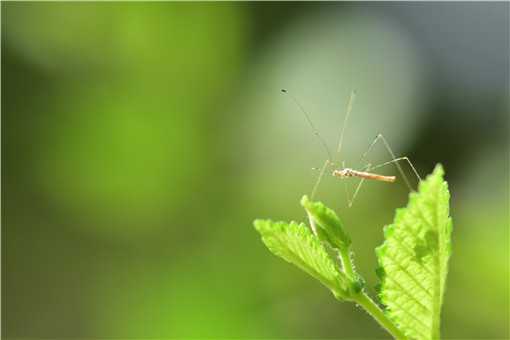 常见的驱蚊植物有哪些（常见的驱蚊植物有哪些品种）