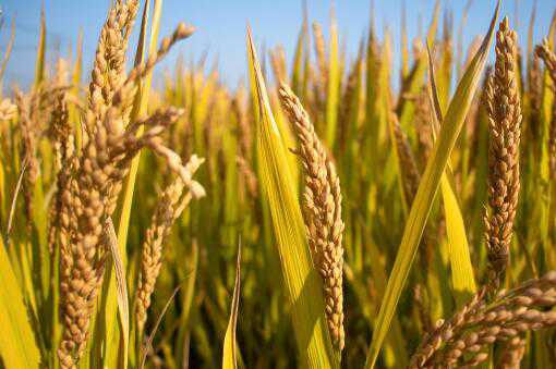超级稻亩产多少 超级稻亩产多少?