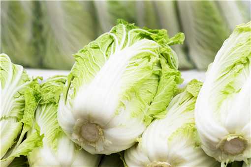 白菜常见的病虫害有哪些 白菜主要有哪些病虫害