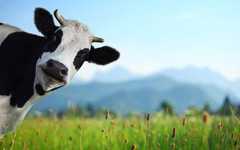 奶牛腹壁疝症状 奶牛腹壁疝症状是什么