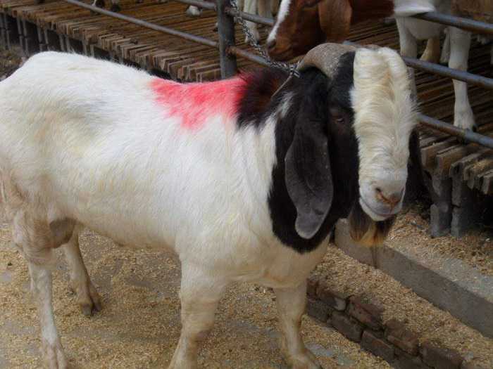 波尔山羊种羊挑选方法技巧 挑选波尔山羊种母羊的技巧