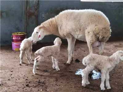 你知道本地区最适合养什么品种的种羊吗？