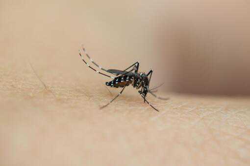 蚊子喜欢什么血型（蚊子喜欢什么血型的人 最招蚊子的五大人群）