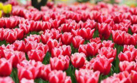 荷兰销毁百万束鲜花是怎么回事 荷兰鲜花销售到全球的原因