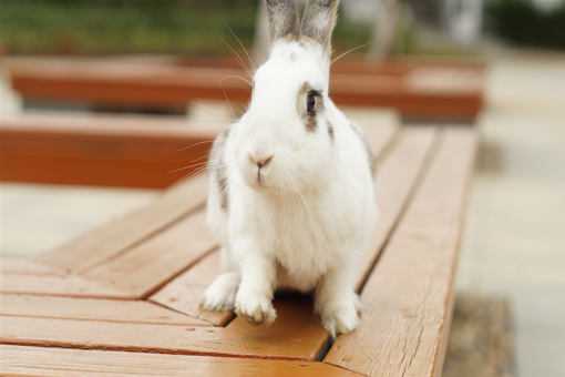 市场需求下降，兔子还能养吗 养兔子市场容量或变化趋势