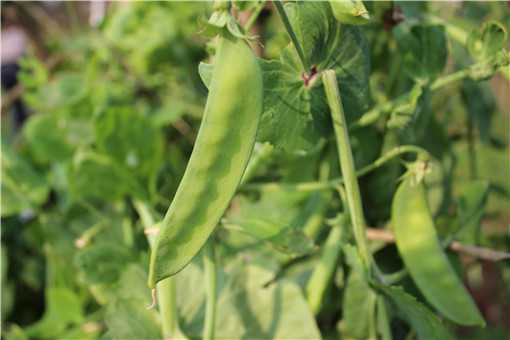 荷兰豆的种植与管理技术是什么