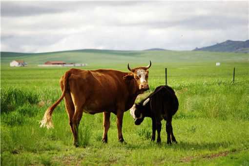 一头母牛可以繁殖几年 一头母牛可以繁殖几年吗