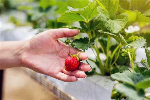个体户栽培高架草莓的优缺点