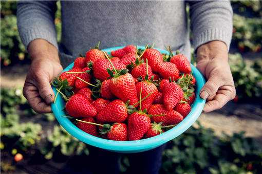 2020年个体户栽培高架草莓赚钱吗 大棚种草莓一年赚多少